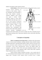 Kraujotaka 6 puslapis