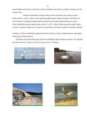 Kuršių marios ir jų ekosistema 14 puslapis