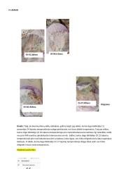 Sėklų daiginimas 6 puslapis