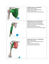 Pečių juostos ir rankos raumenys 2 puslapis