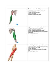 Pečių juostos ir rankos raumenys 3 puslapis