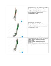 Pečių juostos ir rankos raumenys 4 puslapis