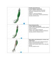 Pečių juostos ir rankos raumenys 5 puslapis