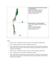 Pečių juostos ir rankos raumenys 6 puslapis