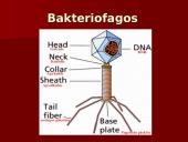 Virusų ląstelės 2 puslapis