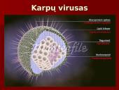 Virusų ląstelės 5 puslapis