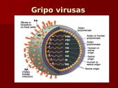 Virusų ląstelės 6 puslapis