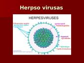 Virusų ląstelės 7 puslapis