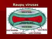 Virusų ląstelės 8 puslapis