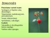 Vaistažolės ir jų ypatumai 12 puslapis