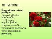 Vaistažolės ir jų ypatumai 14 puslapis