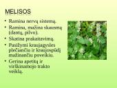 Vaistažolės ir jų ypatumai 15 puslapis