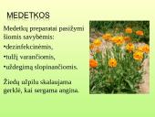Vaistažolės ir jų ypatumai 17 puslapis