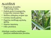 Vaistažolės ir jų ypatumai 18 puslapis