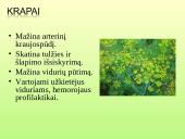 Vaistažolės ir jų ypatumai 19 puslapis