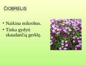 Vaistažolės ir jų ypatumai 8 puslapis