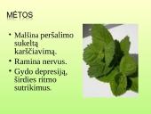 Vaistažolės ir jų ypatumai 9 puslapis