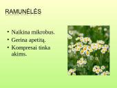 Vaistažolės ir jų ypatumai 10 puslapis