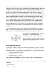 Viskas, ką reikia žinoti apie gelžbetonį 2 puslapis