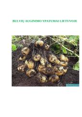 Bulvių auginimo ypatumai Lietuvoje