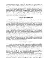 Bulvių auginimo ypatumai Lietuvoje 3 puslapis