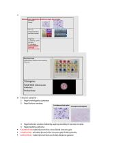 Mikrobiologijos koliokviumo teorija 4 puslapis