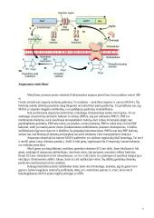 S. aureus patogeniškumo veiksniai ir atsparumo antibiotikams vystymosi mechanizmai 6 puslapis