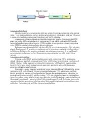 S. aureus patogeniškumo veiksniai ir atsparumo antibiotikams vystymosi mechanizmai 7 puslapis