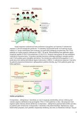 S. aureus patogeniškumo veiksniai ir atsparumo antibiotikams vystymosi mechanizmai 8 puslapis