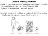 Organizmo ląstelinė struktūra 2 puslapis