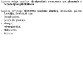 Organizmo ląstelinė struktūra 11 puslapis