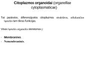Organizmo ląstelinė struktūra 13 puslapis