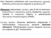 Organizmo ląstelinė struktūra 17 puslapis