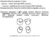 Organizmo ląstelinė struktūra 18 puslapis