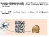 Organizmo ląstelinė struktūra 19 puslapis