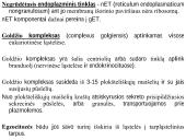 Organizmo ląstelinė struktūra 20 puslapis