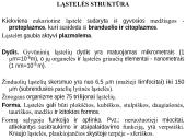 Organizmo ląstelinė struktūra 3 puslapis