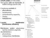Organizmo ląstelinė struktūra 7 puslapis