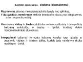 Organizmo ląstelinė struktūra 8 puslapis