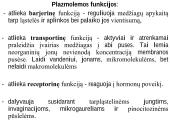 Organizmo ląstelinė struktūra 10 puslapis
