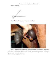 Кастрация жеребцов 14 puslapis