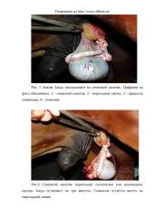 Кастрация жеребцов 16 puslapis