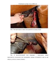 Кастрация жеребцов 17 puslapis