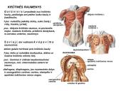 Miologijos teorija 11 puslapis