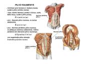 Miologijos teorija 12 puslapis