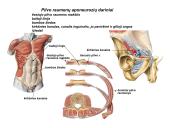 Miologijos teorija 13 puslapis