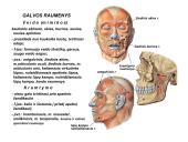 Miologijos teorija 14 puslapis
