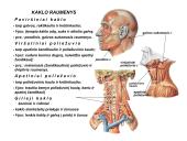 Miologijos teorija 15 puslapis