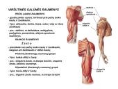 Miologijos teorija 16 puslapis