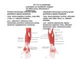 Miologijos teorija 17 puslapis